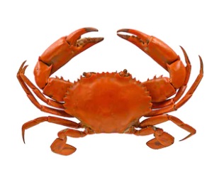 crabe entière 2