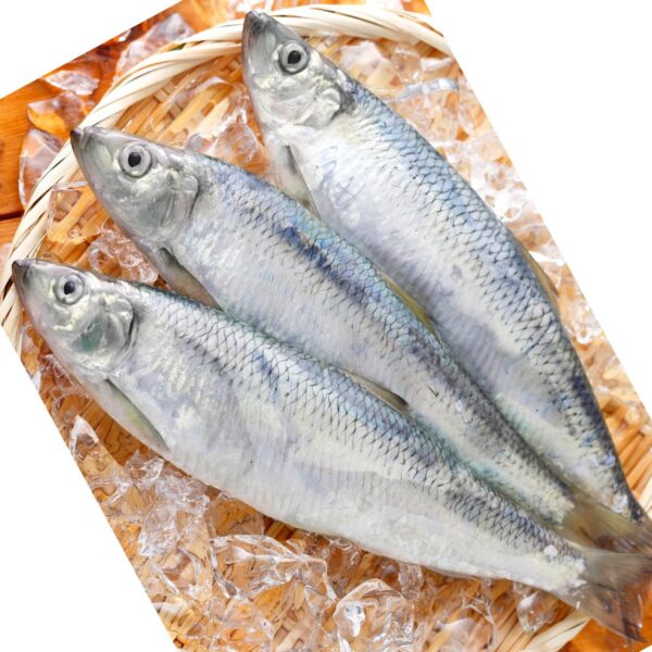 SARDINELLE