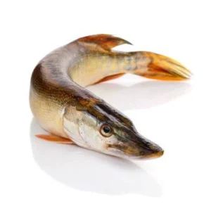 Brochet