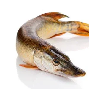 Brochet