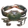 crabe entière 2