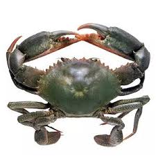 crabe entière 2