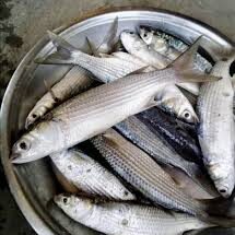 Poisson Guiss