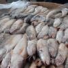 Poisson Ombrine