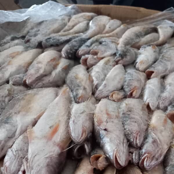Poisson Ombrine