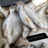 Poisson Ombrine