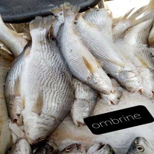 Poisson Ombrine