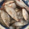 Poisson Seud