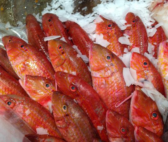 Poisson Rouget