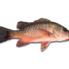 Poisson Siket