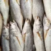Poisson Siket
