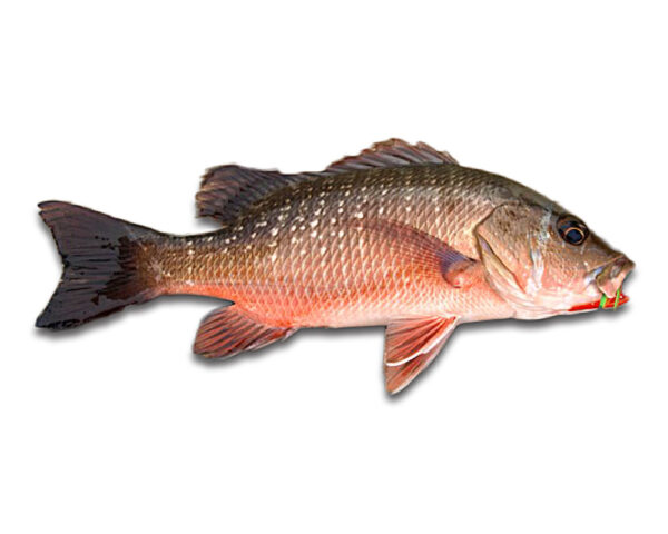 Poisson Siket