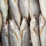 Poisson Siket